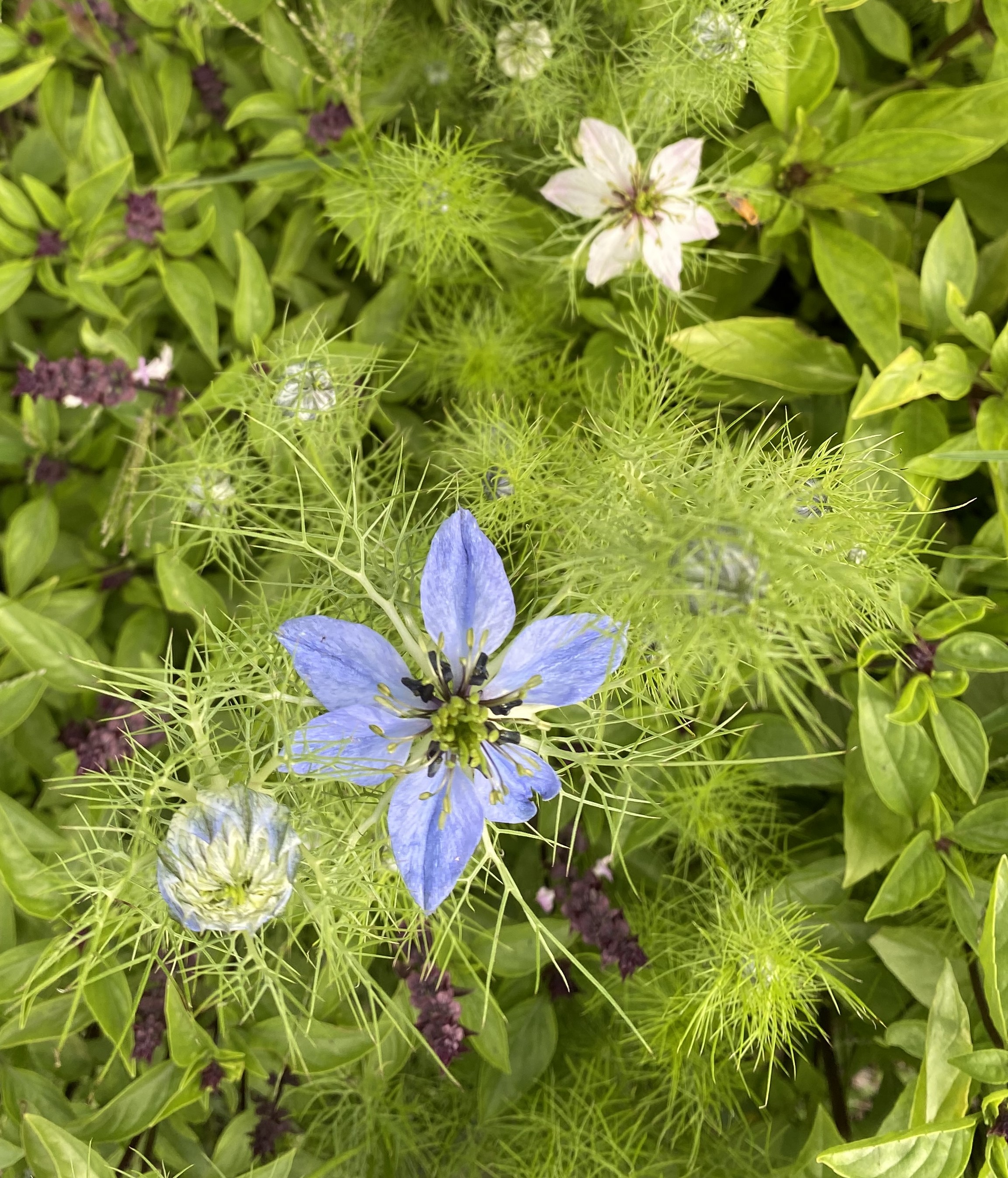 Love in a mist flower in flowering Thai basil patch.