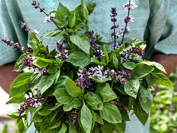 Person in blue shirt holding bouquet of flowering basil.