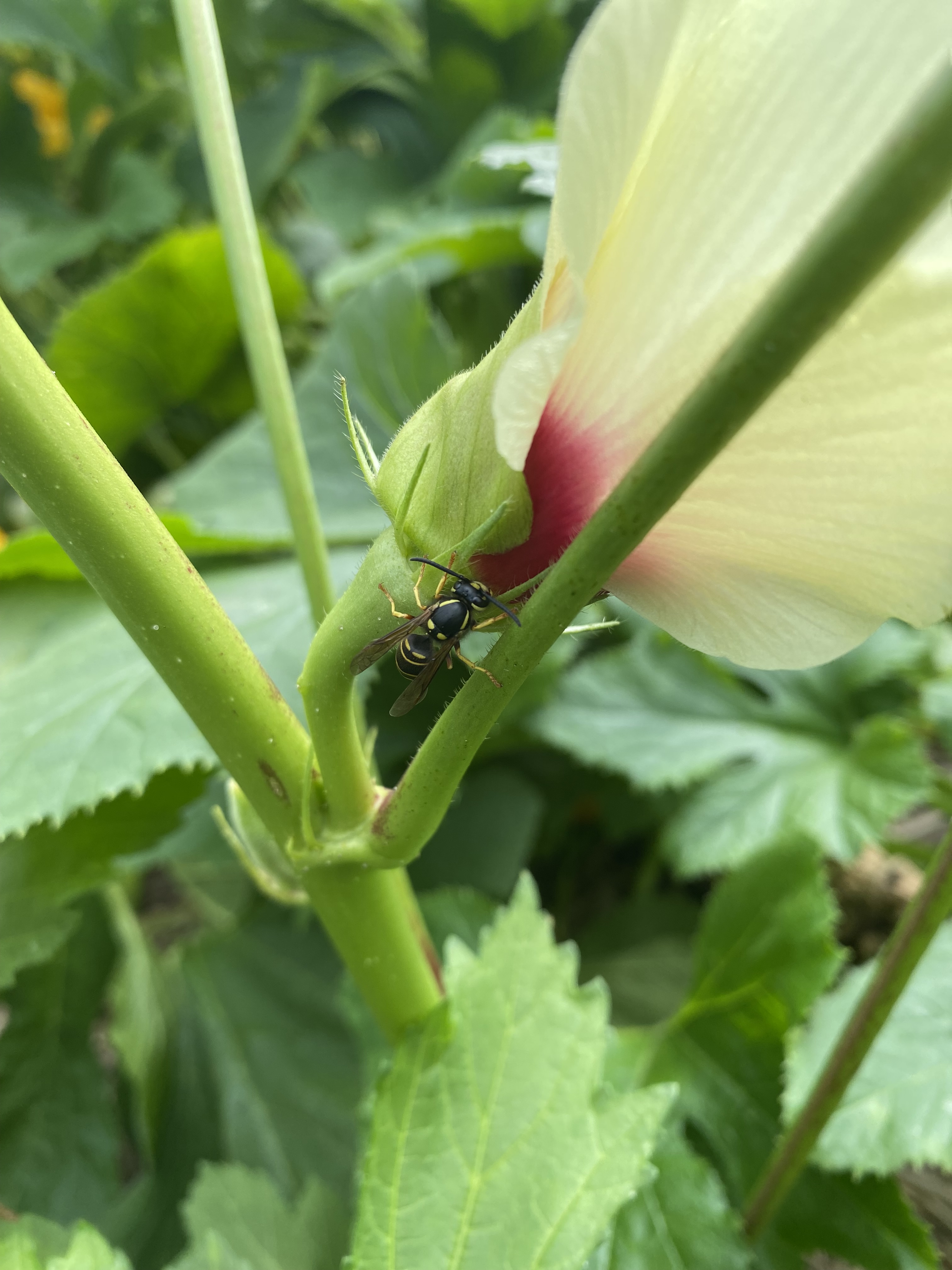 Wasp on okra flower.