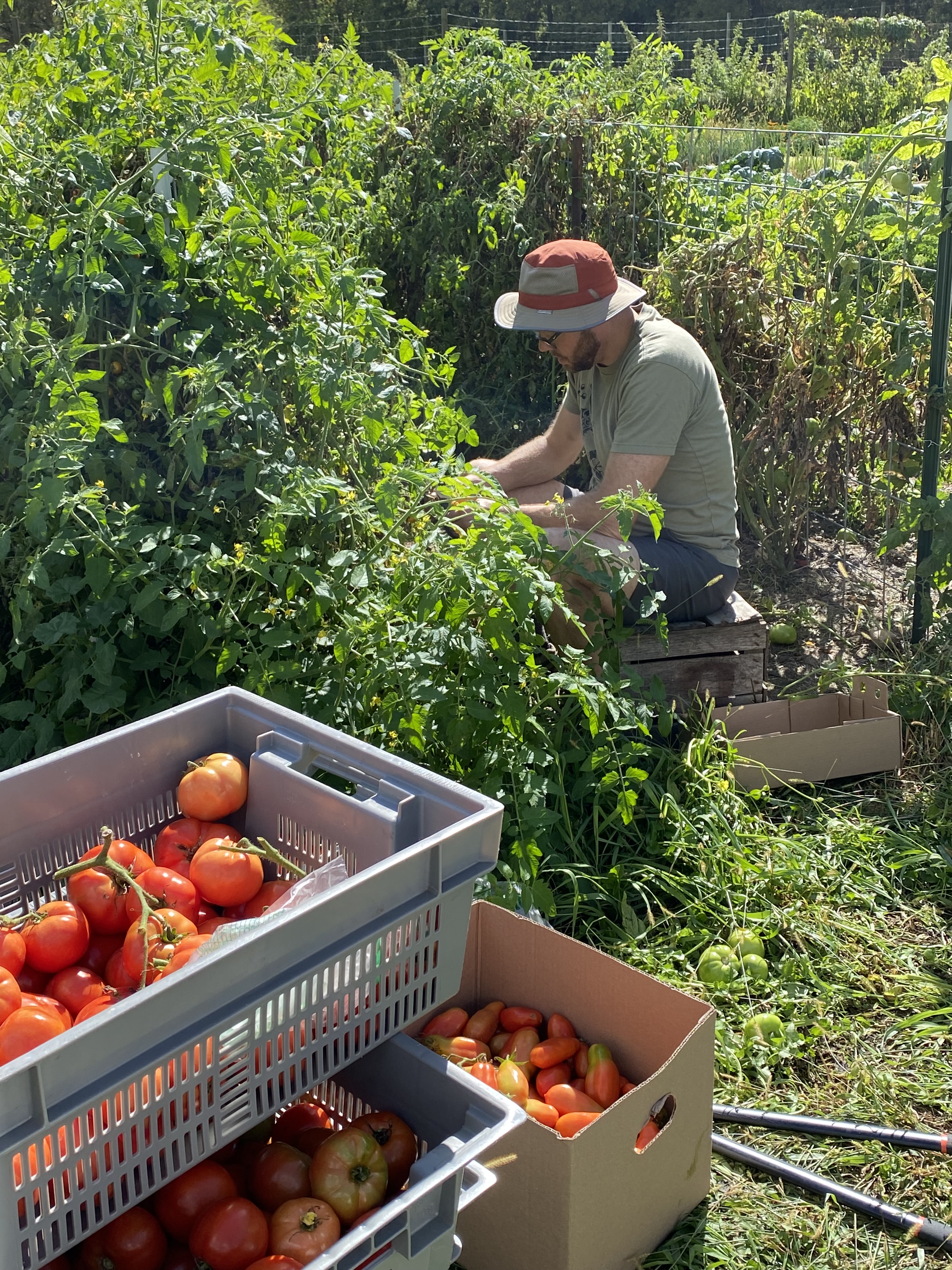 Man wearing sun hat sitting on apple crate and harvesting cherry tomatoes.