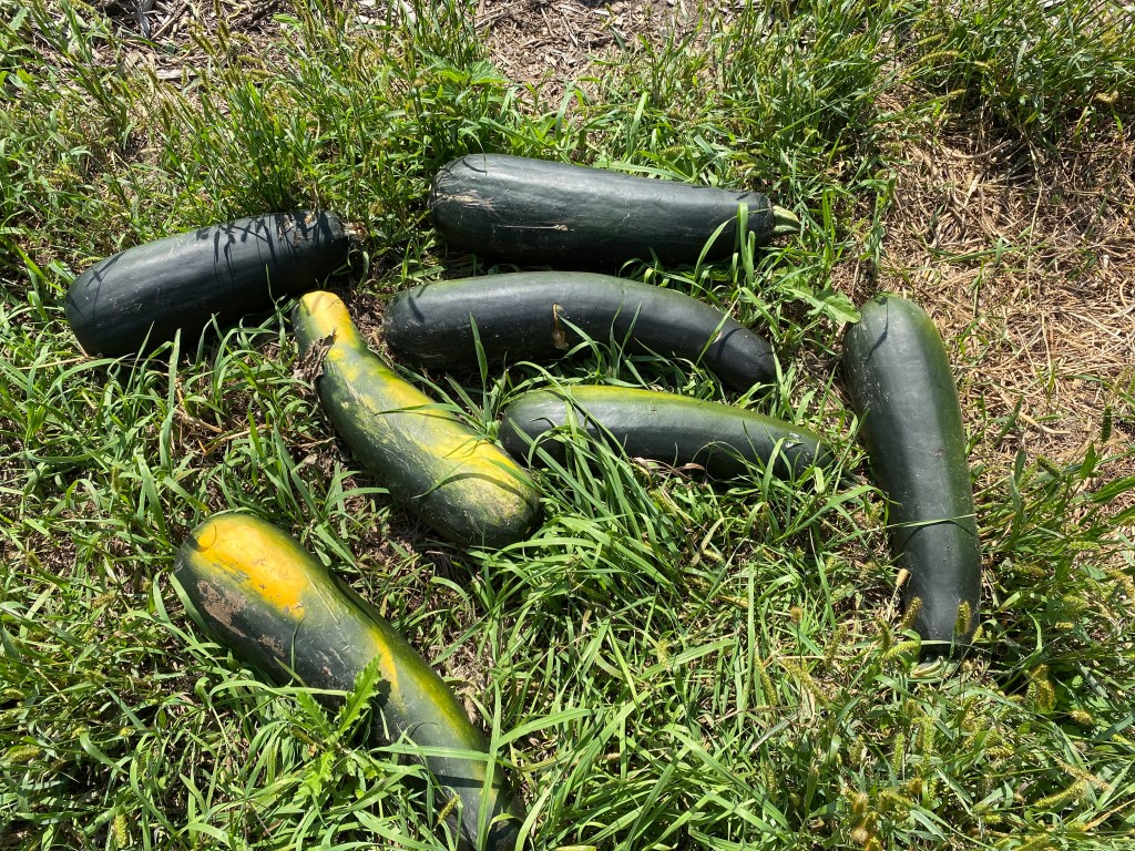 Very overripe and large zucchinis on the grass.