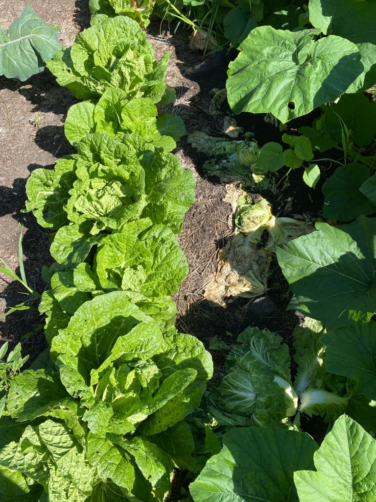 Two rows of Napa cabbage in a field: one row is of healthy plants and the other rows shows dying cabbage killed by gophers.
