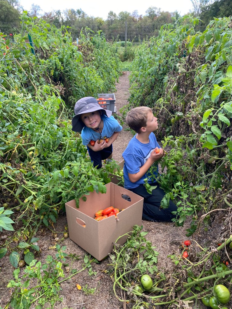 Two kids harvesting tomatoes in field. One kidis kneeling and the other has his hands full while smiling at the camera.