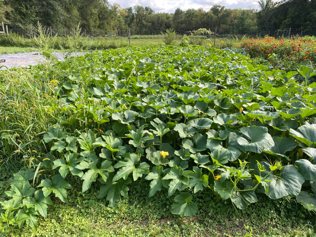 Field of pumpkin and winter squash vines.