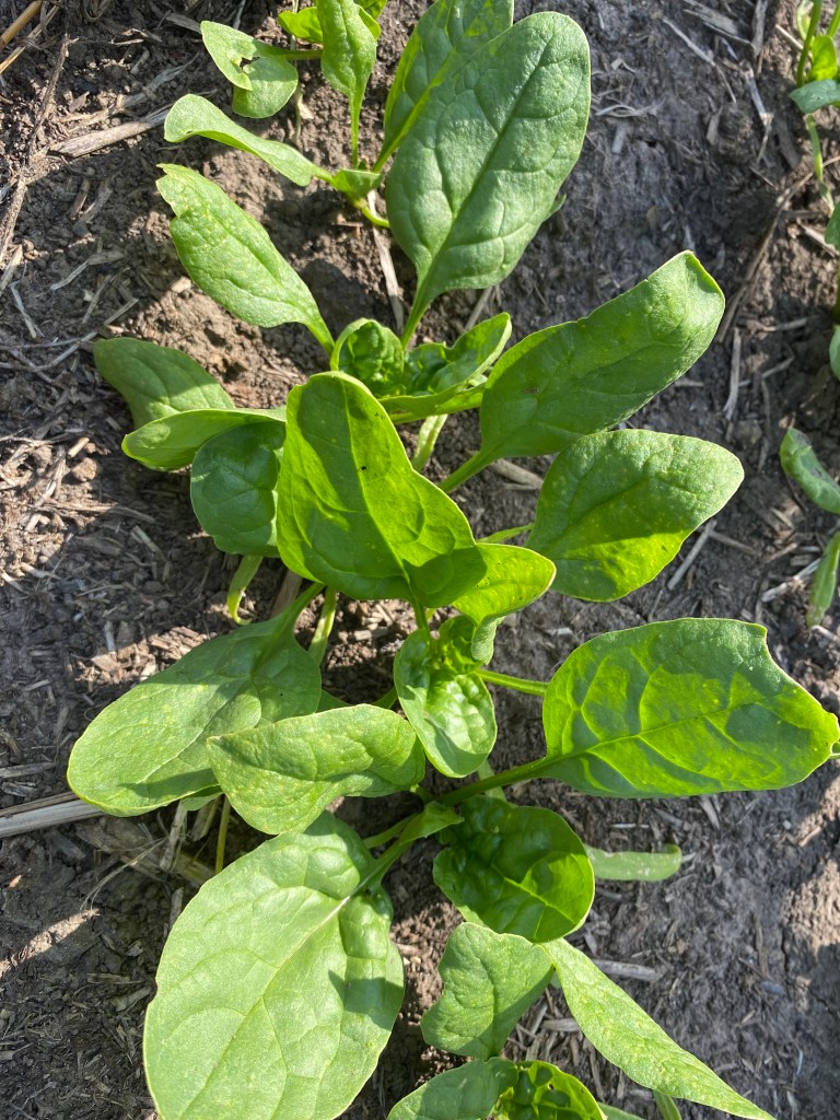 Spinach seedlings in field.