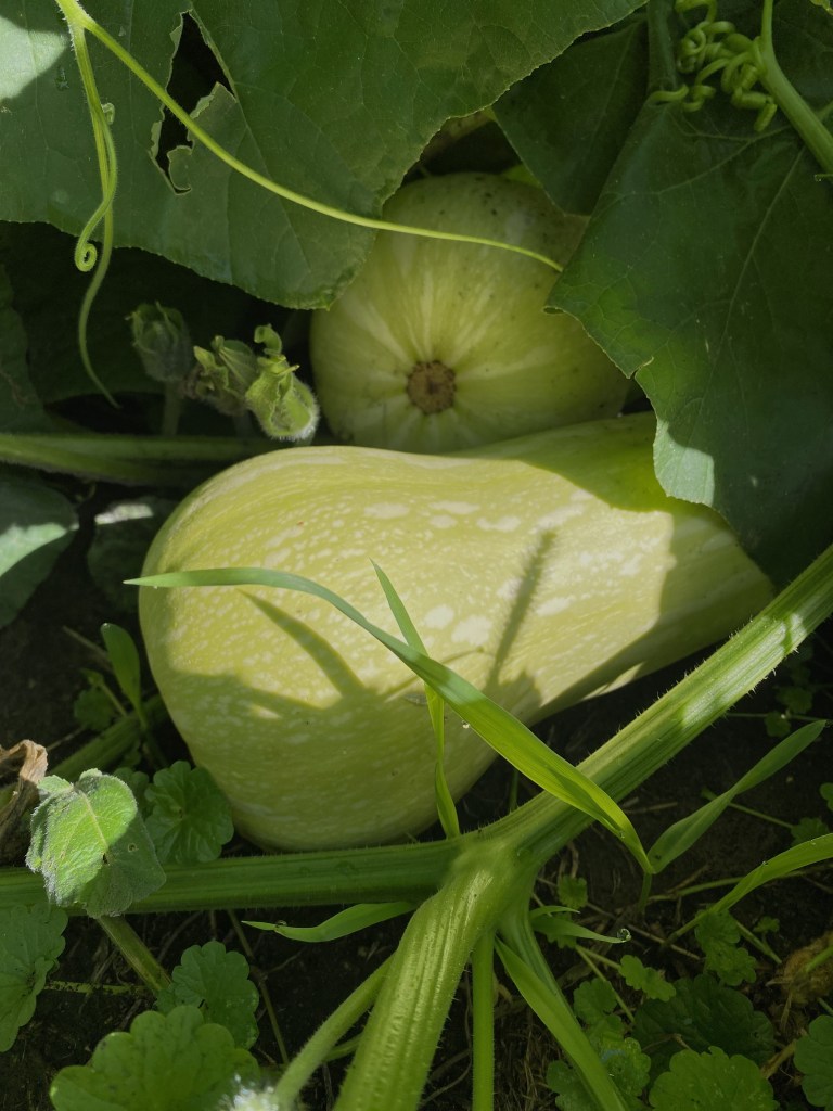 Ripening butternut squash.
