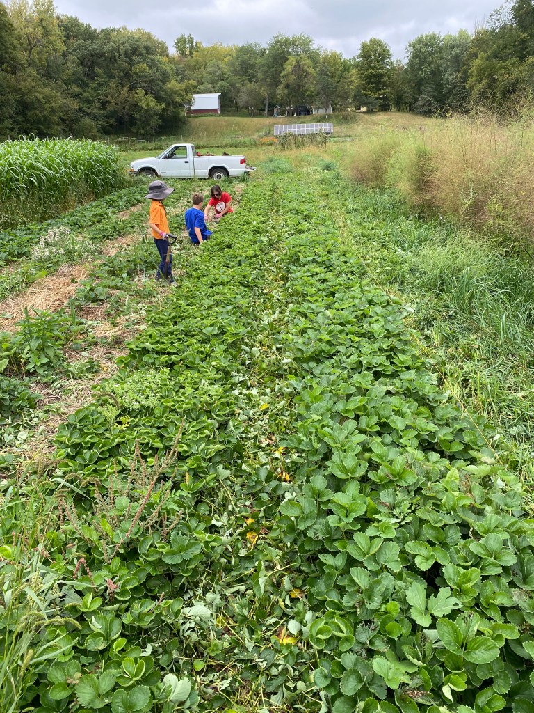 Adult and two kids weeding in a strawberry patch with white pick up truck, barn, and solar panels in the background.