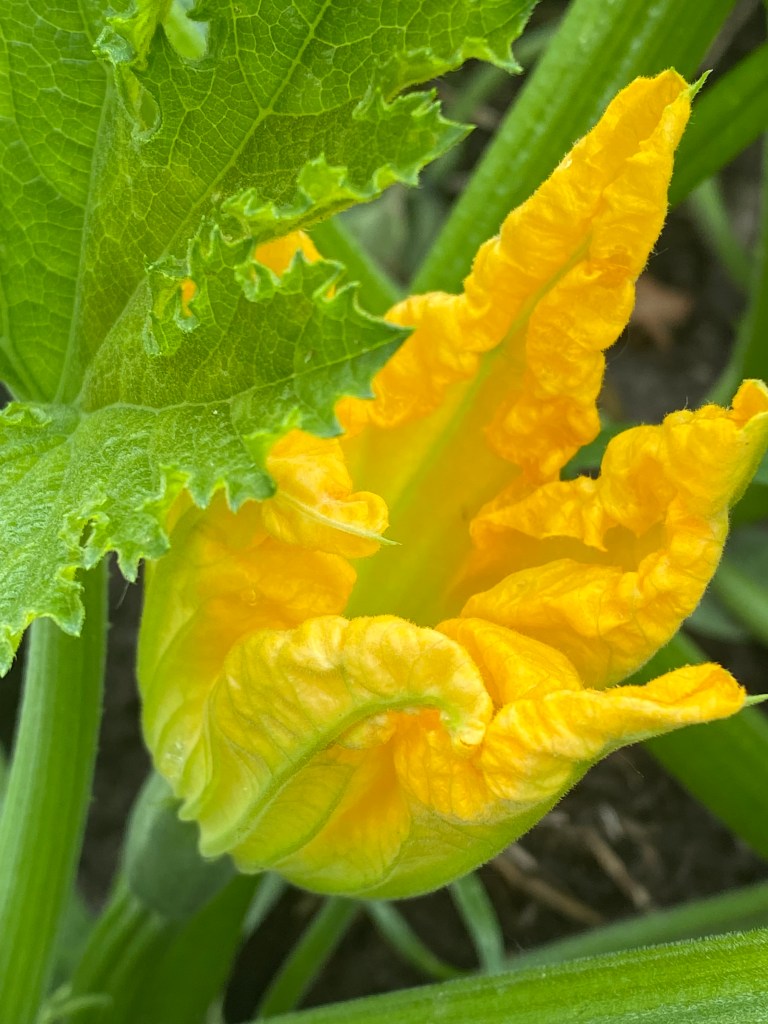 Yellow zucchini flower and leaves.