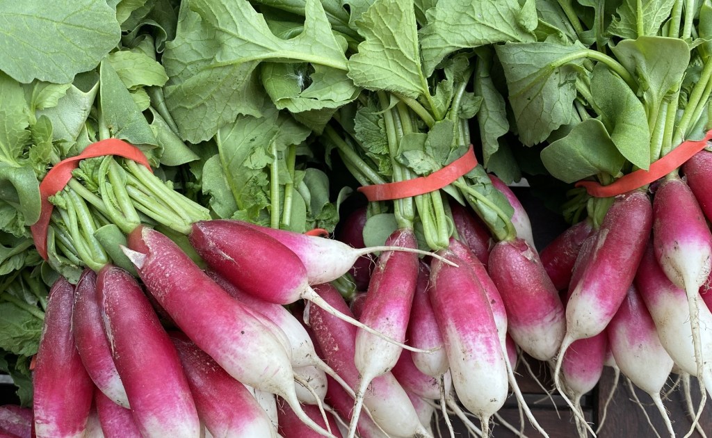 Bunches of pink and white radishes.