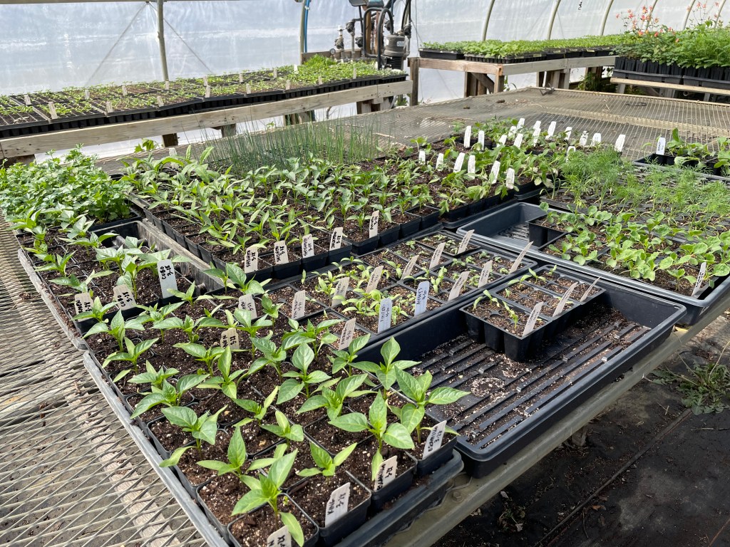Flats of seedlings on tables in greenhouse.