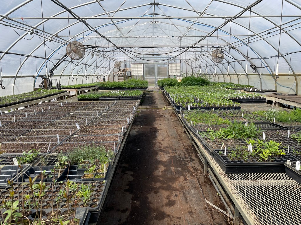 Inside of greenhouse with many flats of seedlings on tables.