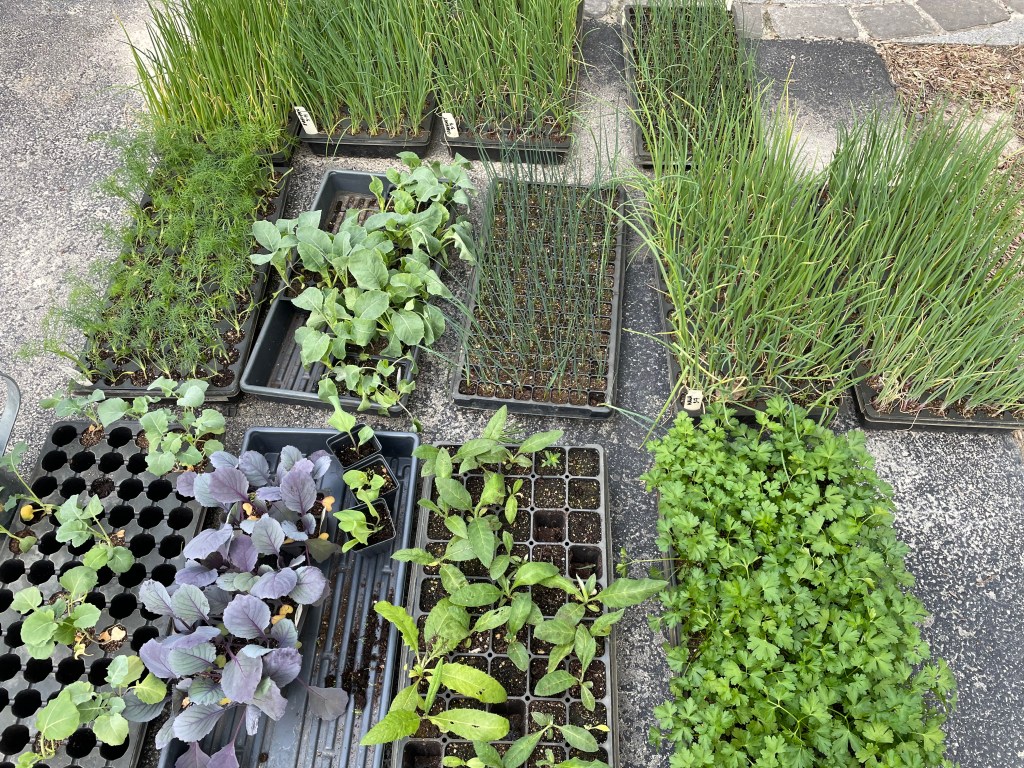 Flats of seedlings on stone patio.