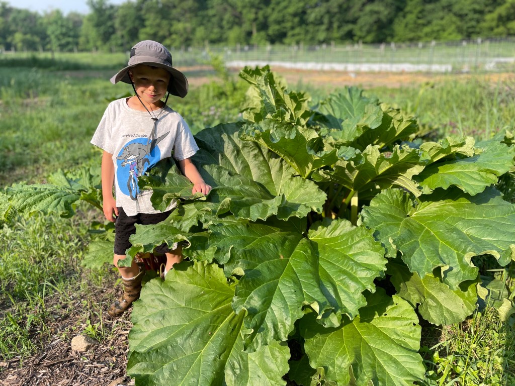 Child next to rhubarb plant that is as tall as he is.