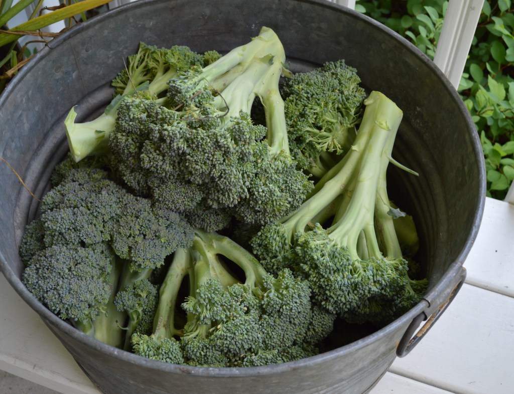 Metal bucket full of harvested broccoli.