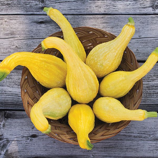Bowl of yellow summer squash,