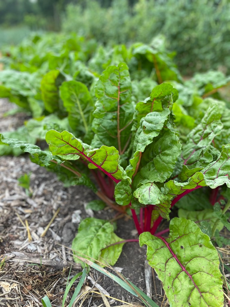 Rainbow chard growing in field.